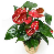 Antoryum (Anthurium) Bitkisi