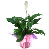 Spatifilyum (Spathiphyllum) Bitkisi