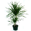 Dracena Tricolor Bitkisi